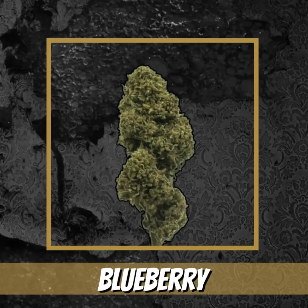 Blueberry