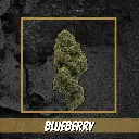 Blueberry