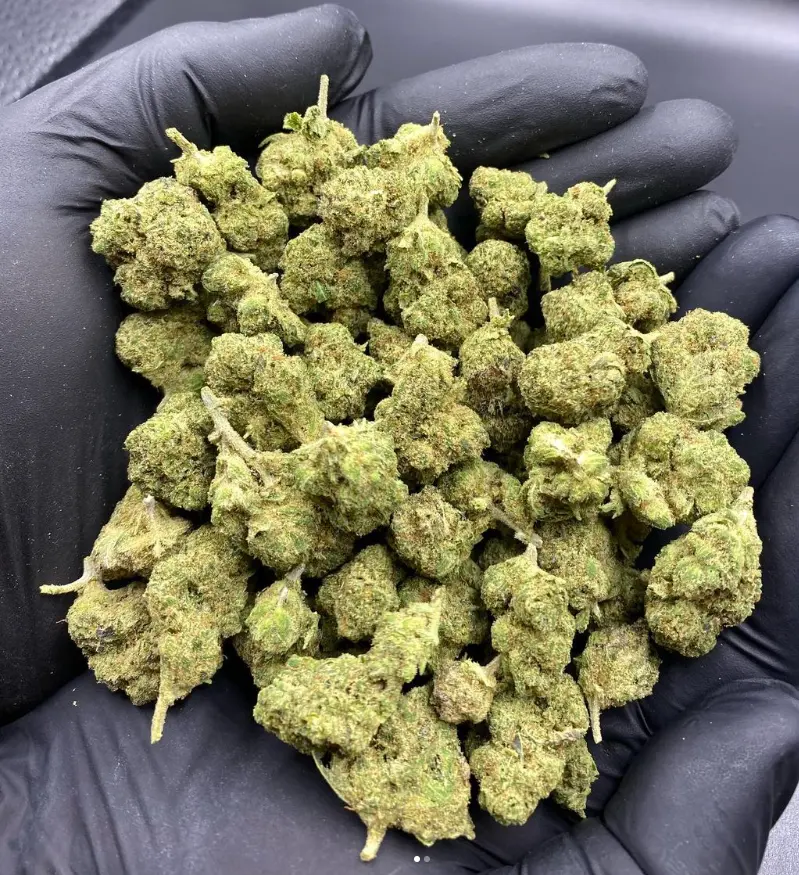 Harlequin - Small Buds 